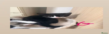 Mixed Breed 4