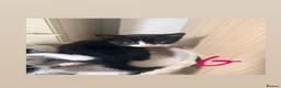 Mixed Breed cats for sale: Kittens looking for a lovable home.  - Advert 22
