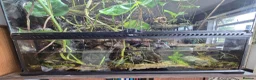 Frog reptiles for sale: 6 Red eyed tree frogs with paludarium set up  - Advert 12