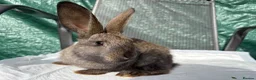 Mixed Breed rabbits for sale: Continental giant X - Advert 7