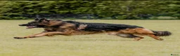 German Shepherd dogs for sale: KC Male German Shepherd  in Brierley Hill - Advert 5