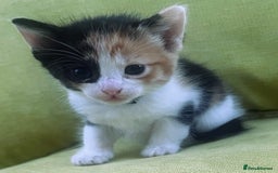 Mixed Breed cats for sale: CLEMMIE’S CUTIES  - Image 7