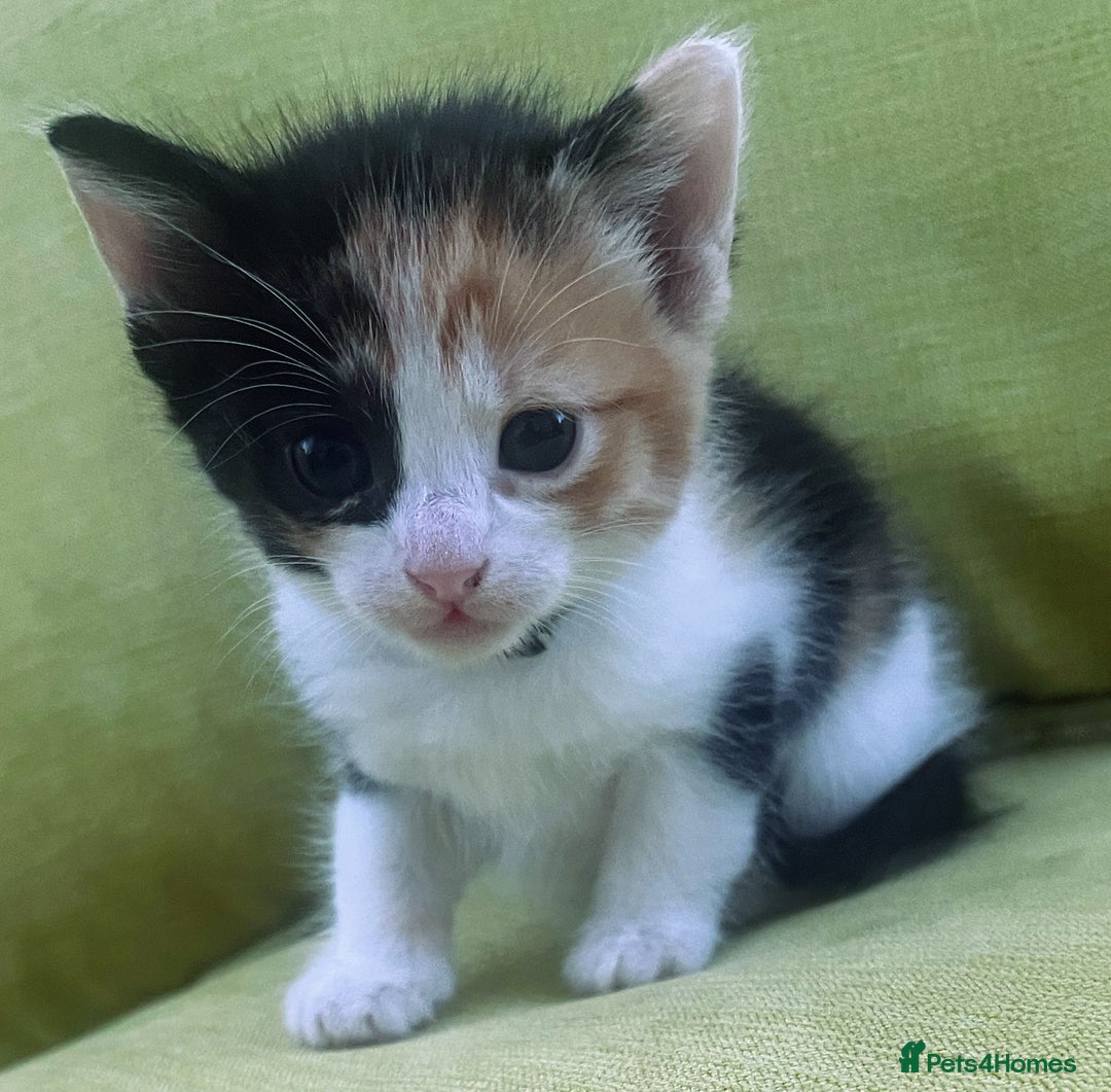 Mixed Breed cats for sale: CLEMMIE’S CUTIES  - Image 7
