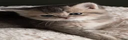 British Shorthair cats for sale: 5 Gorgeous Golden BSH Kittens Blue Fawn Chocolate - Advert 21
