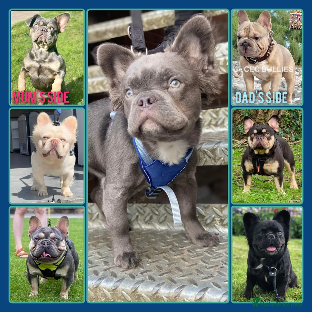 French Bulldog dogs for stud: Rfg tested aa lilac quad fluffy carrying testable in Sheffield - Advert 9