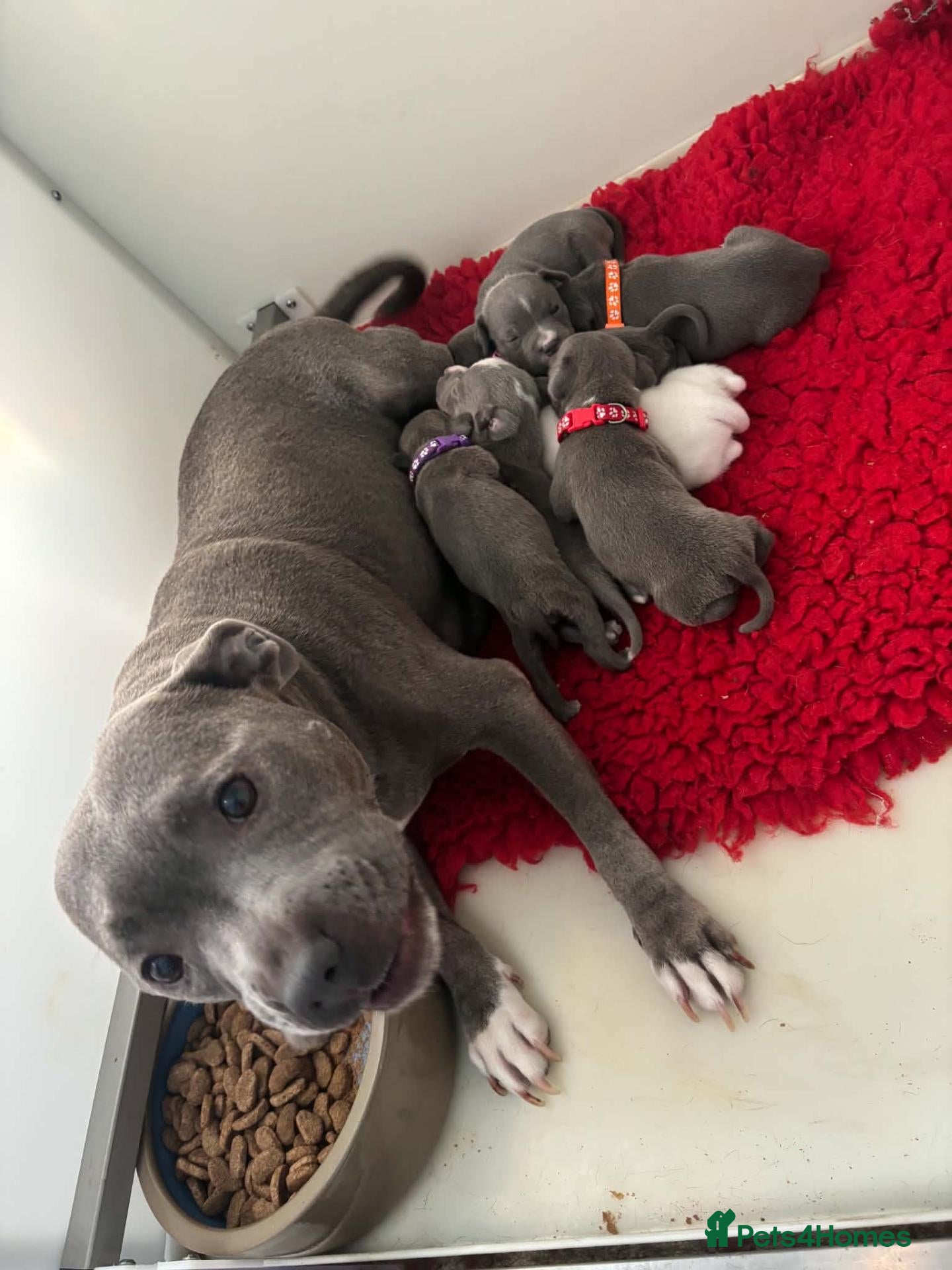 Staffordshire Bull Terrier dogs Kc staffordshire bull terrier puppies  - Advert 1