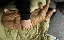 Mixed Breed cats for sale: Ginger 1 year old Kitten  - Image 4