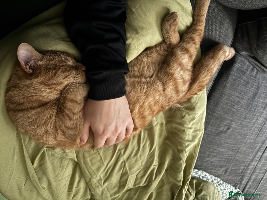 Mixed Breed cats for sale: Ginger 1 year old Kitten  - Image 4