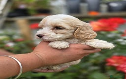 Cockapoo dogs for sale: F1 working cockapoo puppies - Image 13