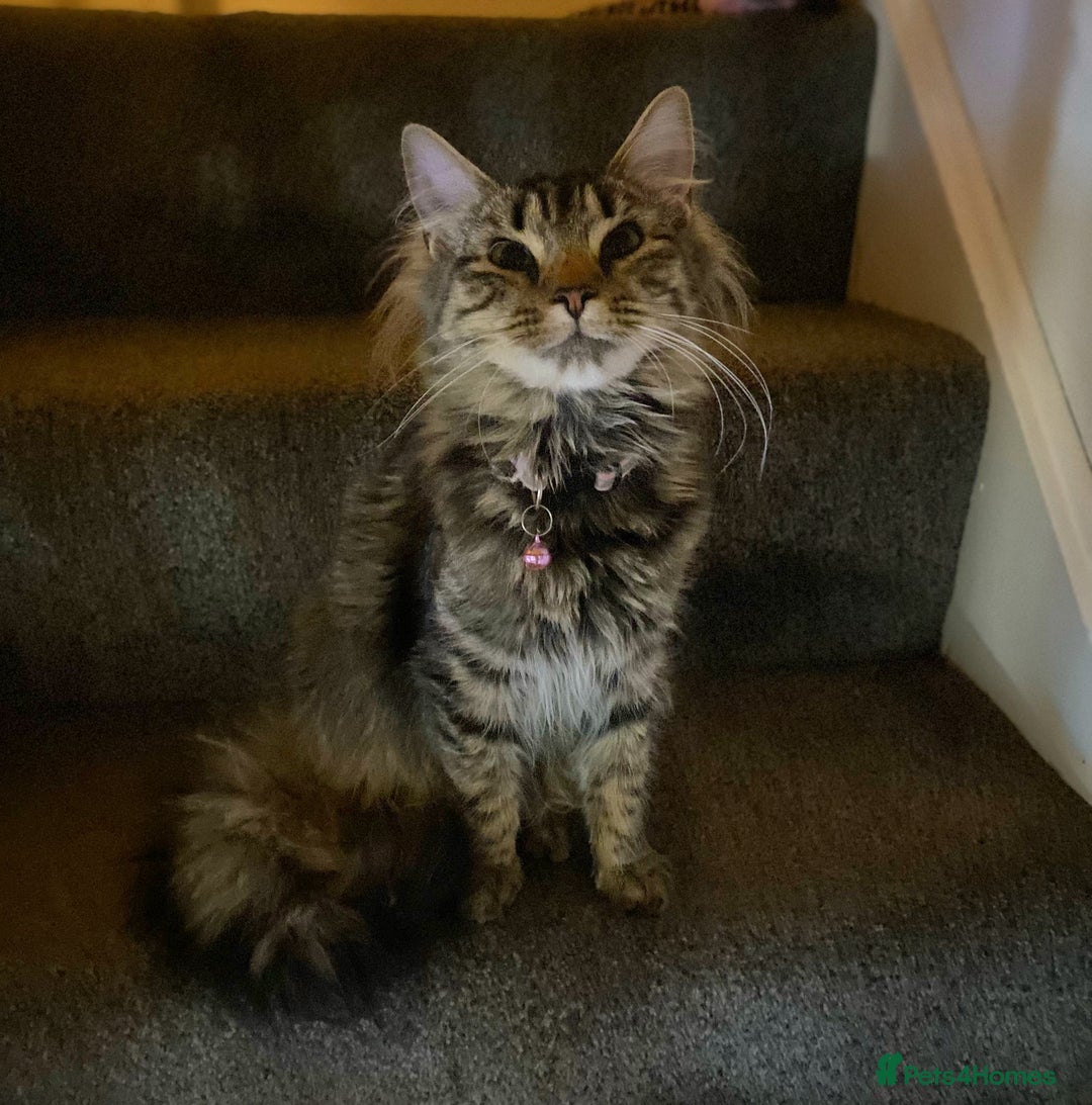 Domestic Shorthair cats for sale: Kittens  - Image 12