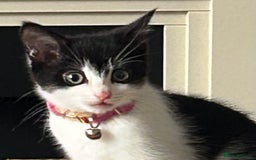 Mixed Breed cats for sale: Kitten for sale - Image 5