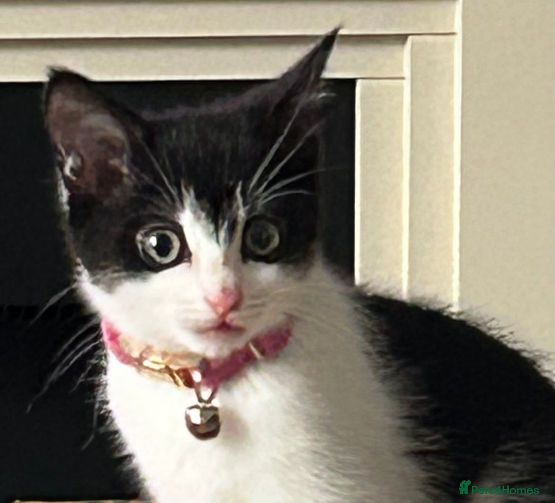 Mixed Breed cats for sale: Kitten for sale - Image 5