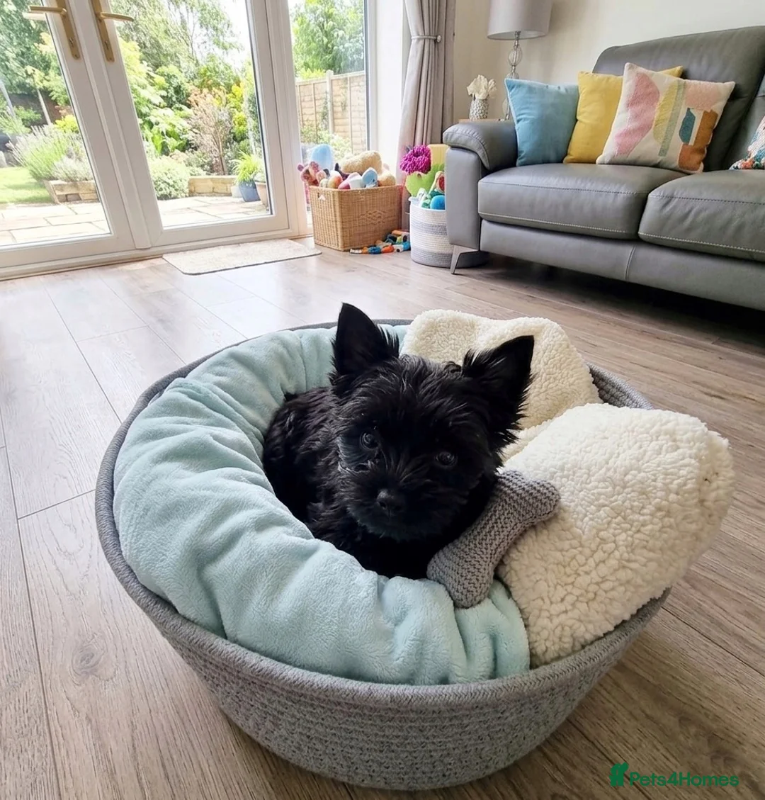 Yorkshire Terrier dogs for sale: Mini Yorkie boy  - Advert 1