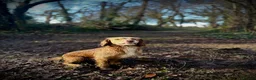 Cocker Spaniel dogs for stud: Stud dog  - Advert 3