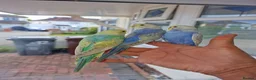 Budgerigars birds for sale: Super hand tamed baby budgies for sale  - Advert 13