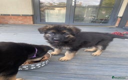 German Shepherd dogs for sale: KC Reg. Amazing Beautiful Girls Awaiting A Home ❤️ - Image 29