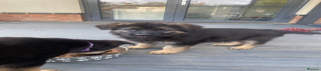 German Shepherd Puppy 6