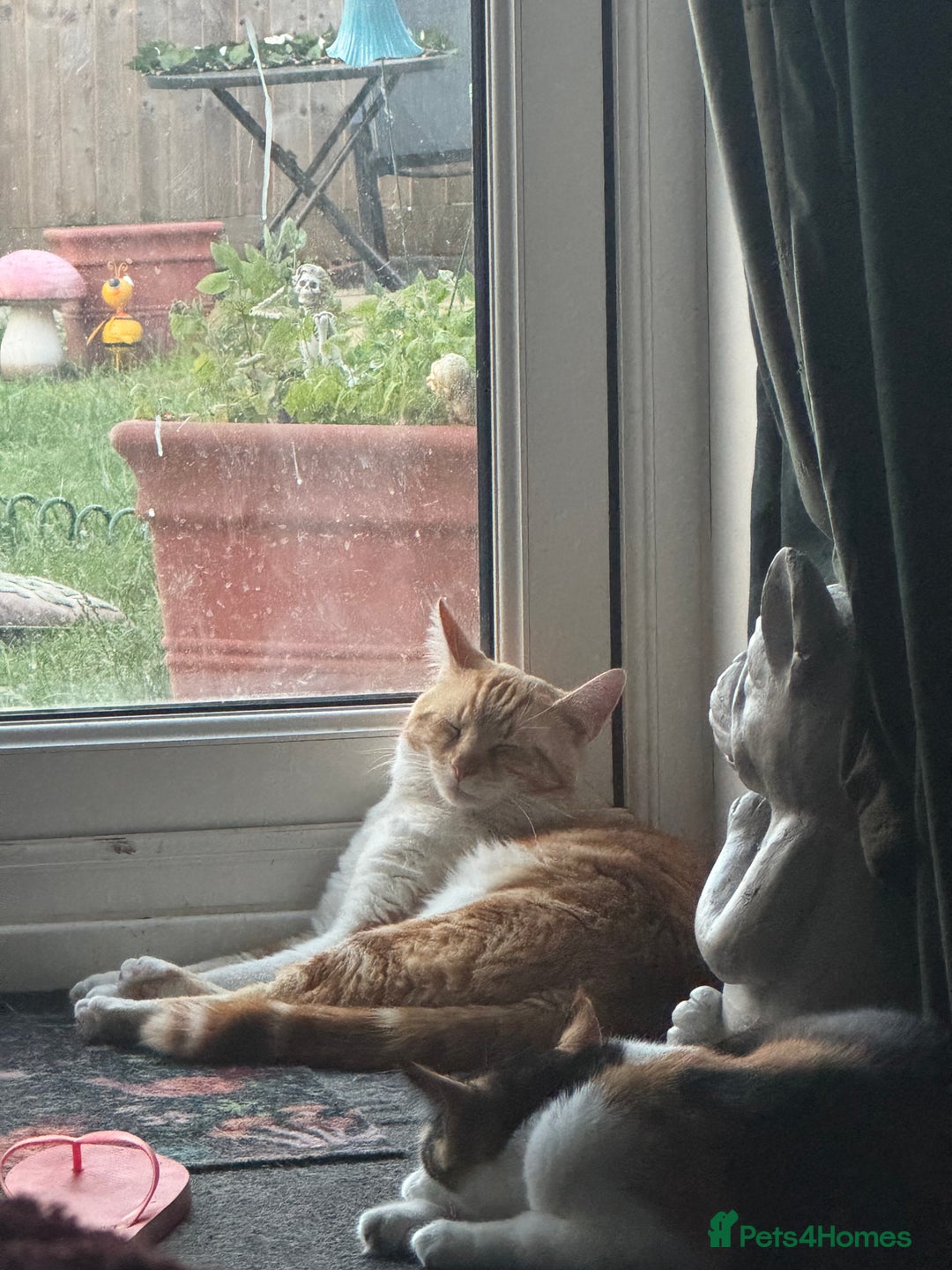 Mixed Breed cats for sale: 3 males need urgent forever homes  - Image 1