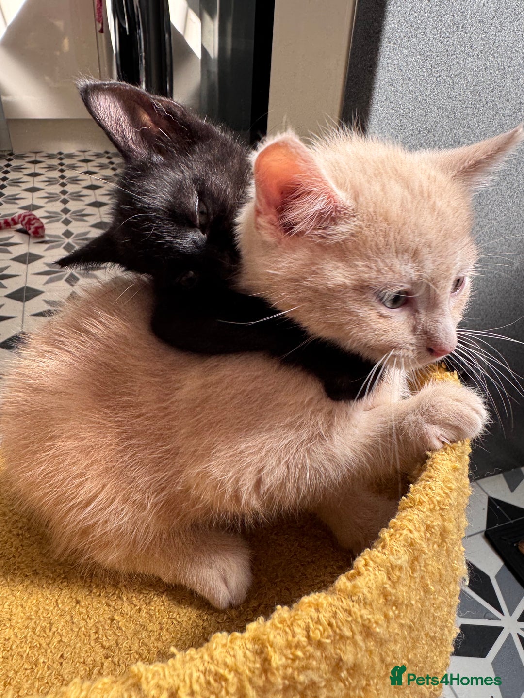 Domestic Shorthair cats for sale: Black kitten boy  - Image 4