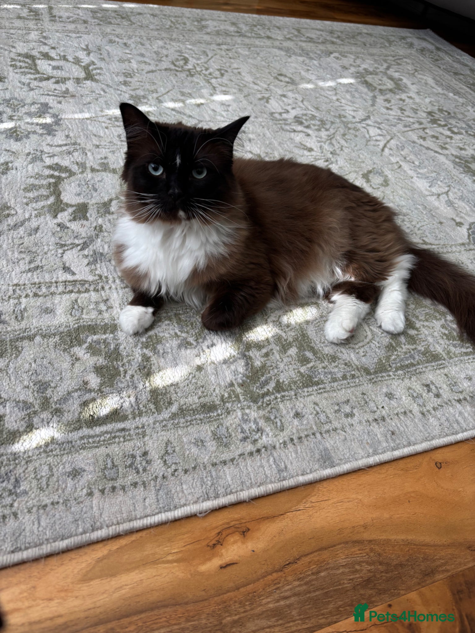 Ragdoll cats for sale: Ragdoll cat - Advert 2