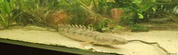 Other/Mixed Breed fish for sale: Bichir looking for new tank - Advert 4