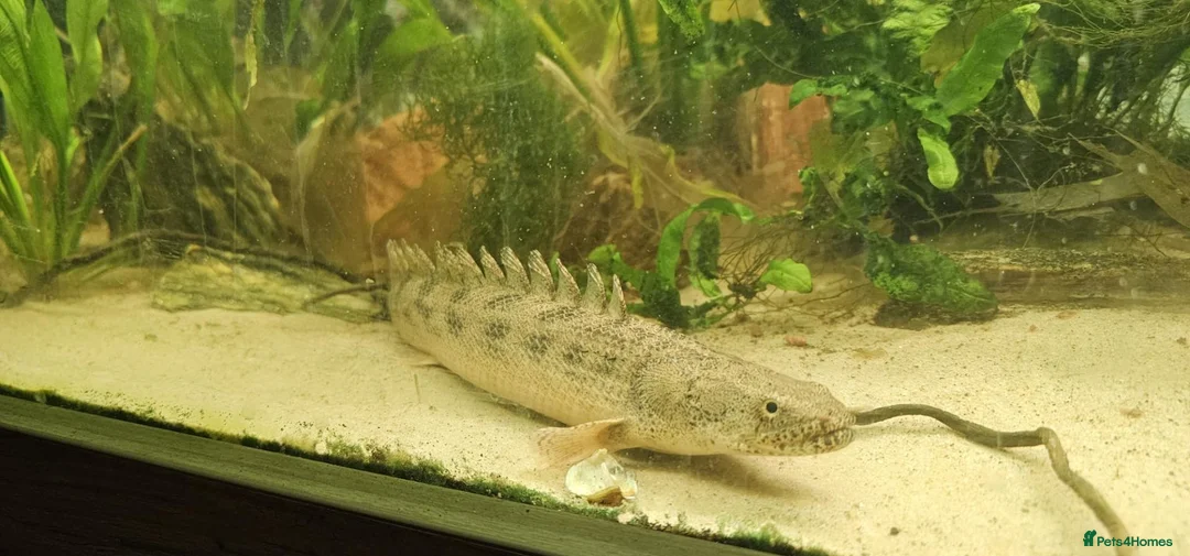 Other/Mixed Breed fish for sale: Bichir looking for new tank - Advert 4