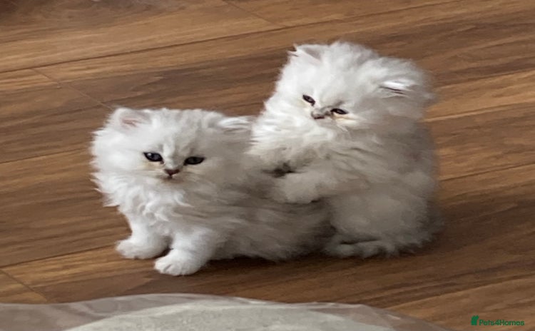 Persian cats in Guildford - Advert 2