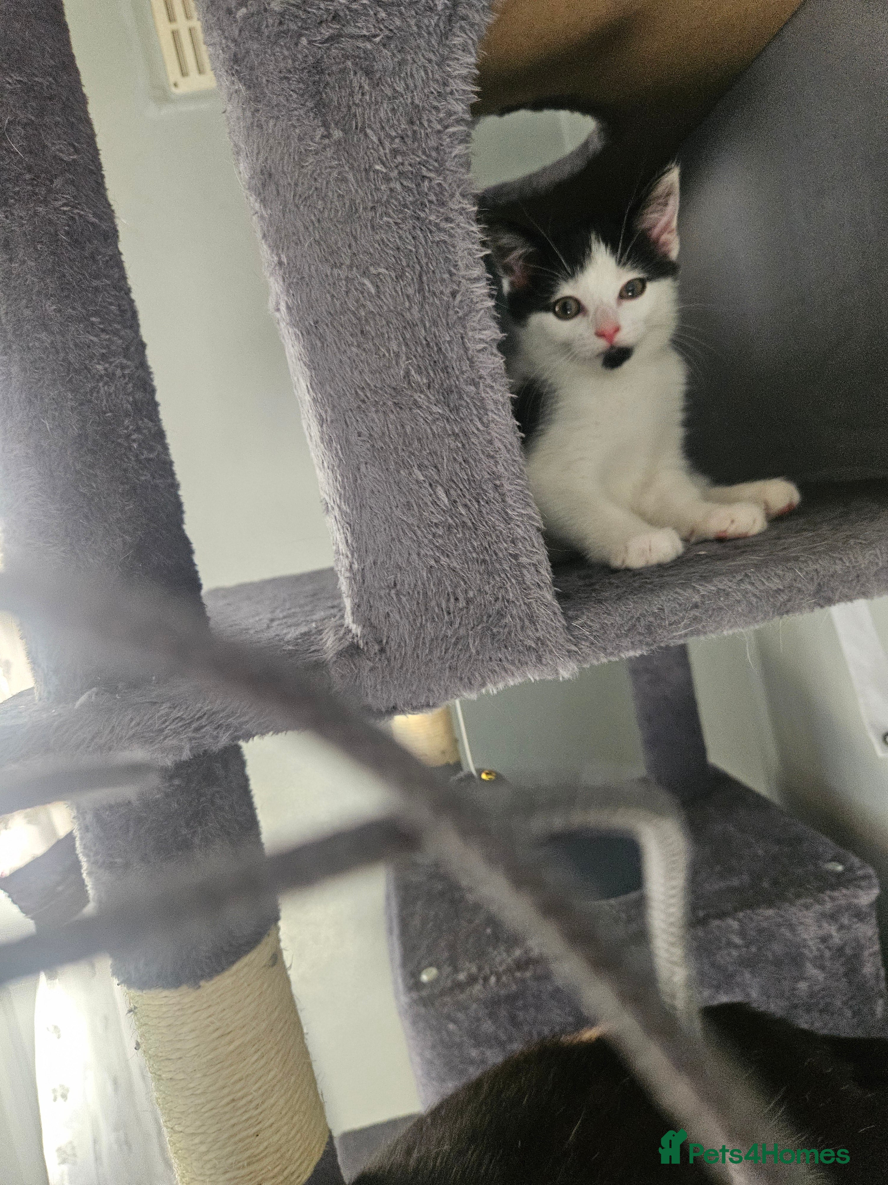 Mixed Breed cats Kittens  - Advert 2