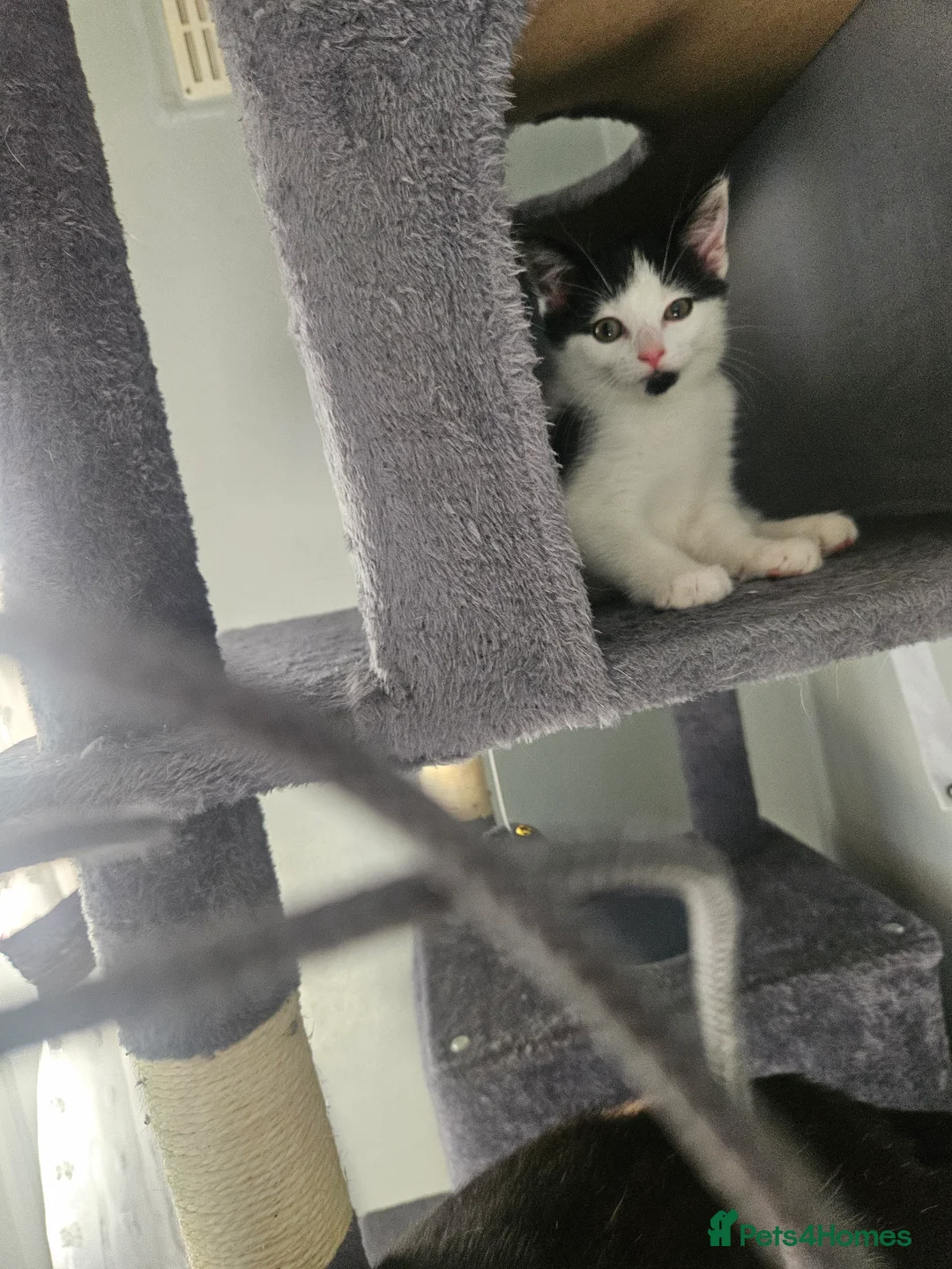 Mixed Breed cats for sale: Kittens  - Advert 1