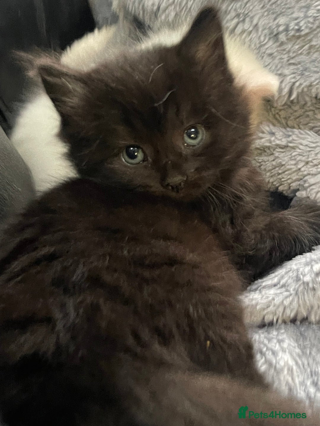 Mixed Breed cats for sale: Beautiful mixed kittens long and shorty hair - Advert 22