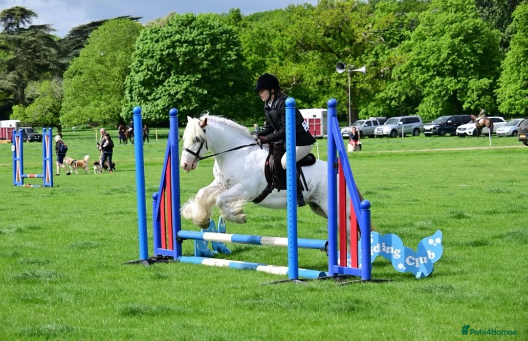 Irish Cob horses for sale: Big Betty in Huntingdon - Advert 25