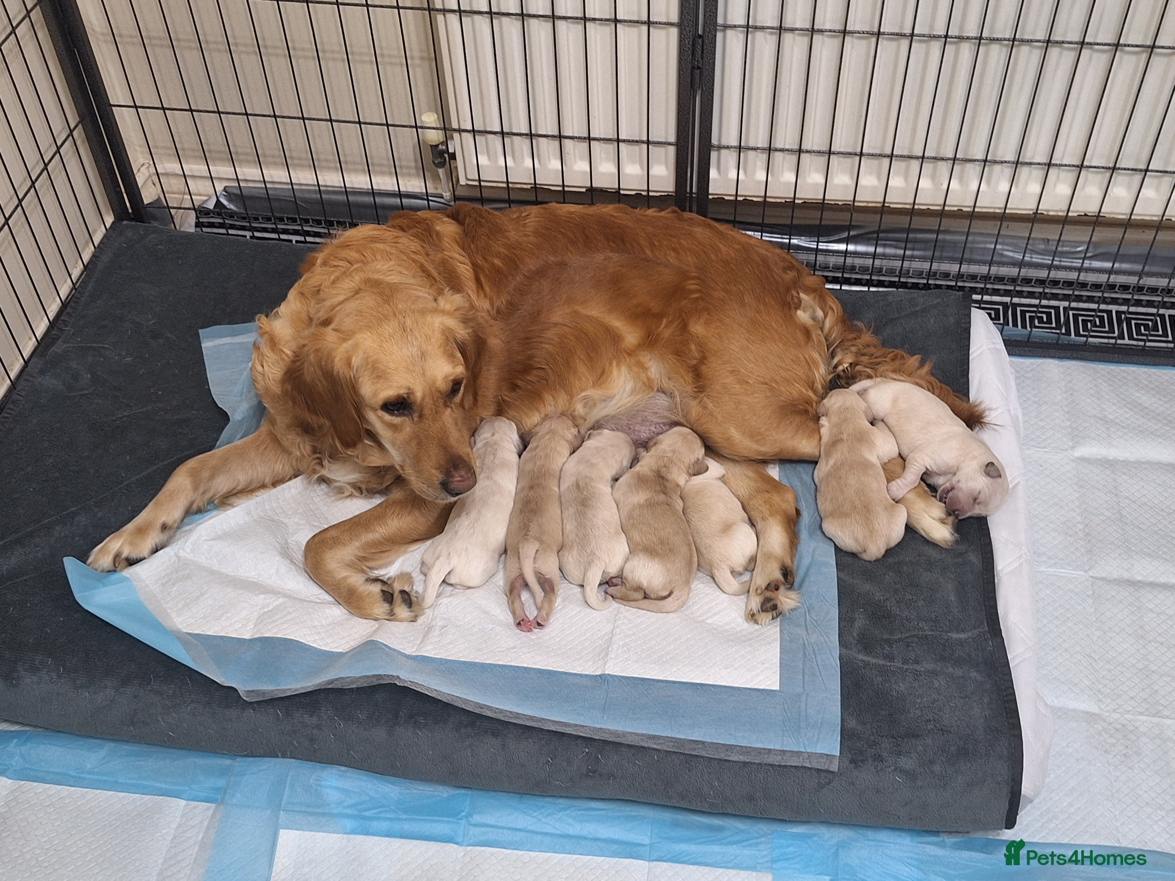 Golden Retriever dogs 7 beautiful Golden Retriever puppies - Advert 4