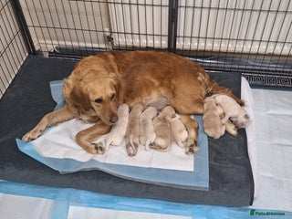 Golden Retriever dogs for sale: 7 beautiful Golden Retriever puppies - Advert 1