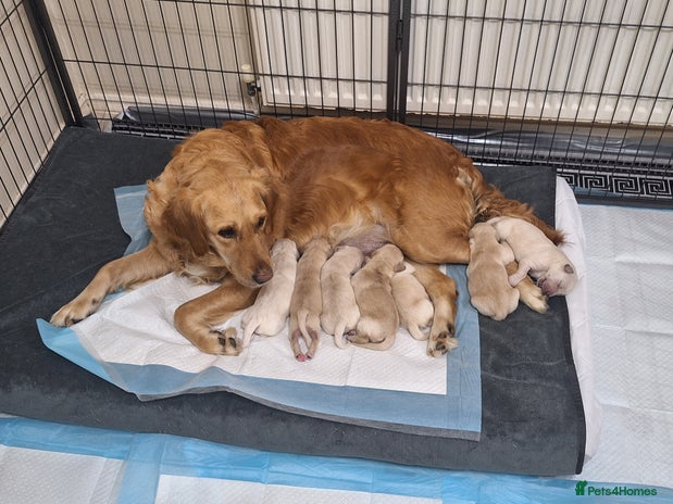 Golden Retriever dogs 7 beautiful Golden Retriever puppies - Advert 2