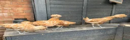 Chickens poultry for sale: Polish Pullets 16 weeks  - Advert 23
