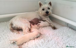 West Highland Terrier dogs for stud: Stud.. in Greenock - Image 20