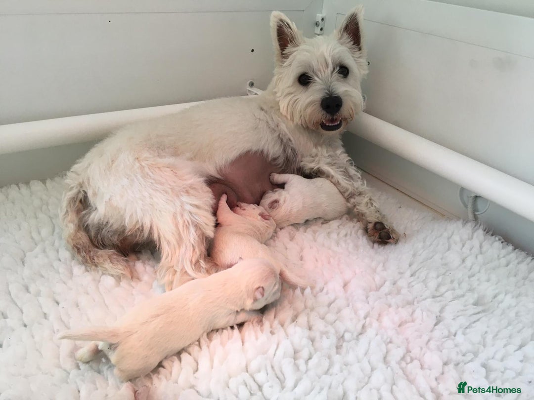 West Highland Terrier dogs for stud: Stud.. in Greenock - Image 20