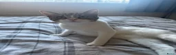 Mixed Breed cats for sale: Female cat  - Advert 2