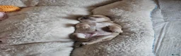 Chihuahua dogs for sale: Adorable chihuahua puppies in Langport - Advert 4