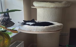 Domestic Shorthair cats for sale: 4 Year Old Moggie Looking For A New Home - Image 5