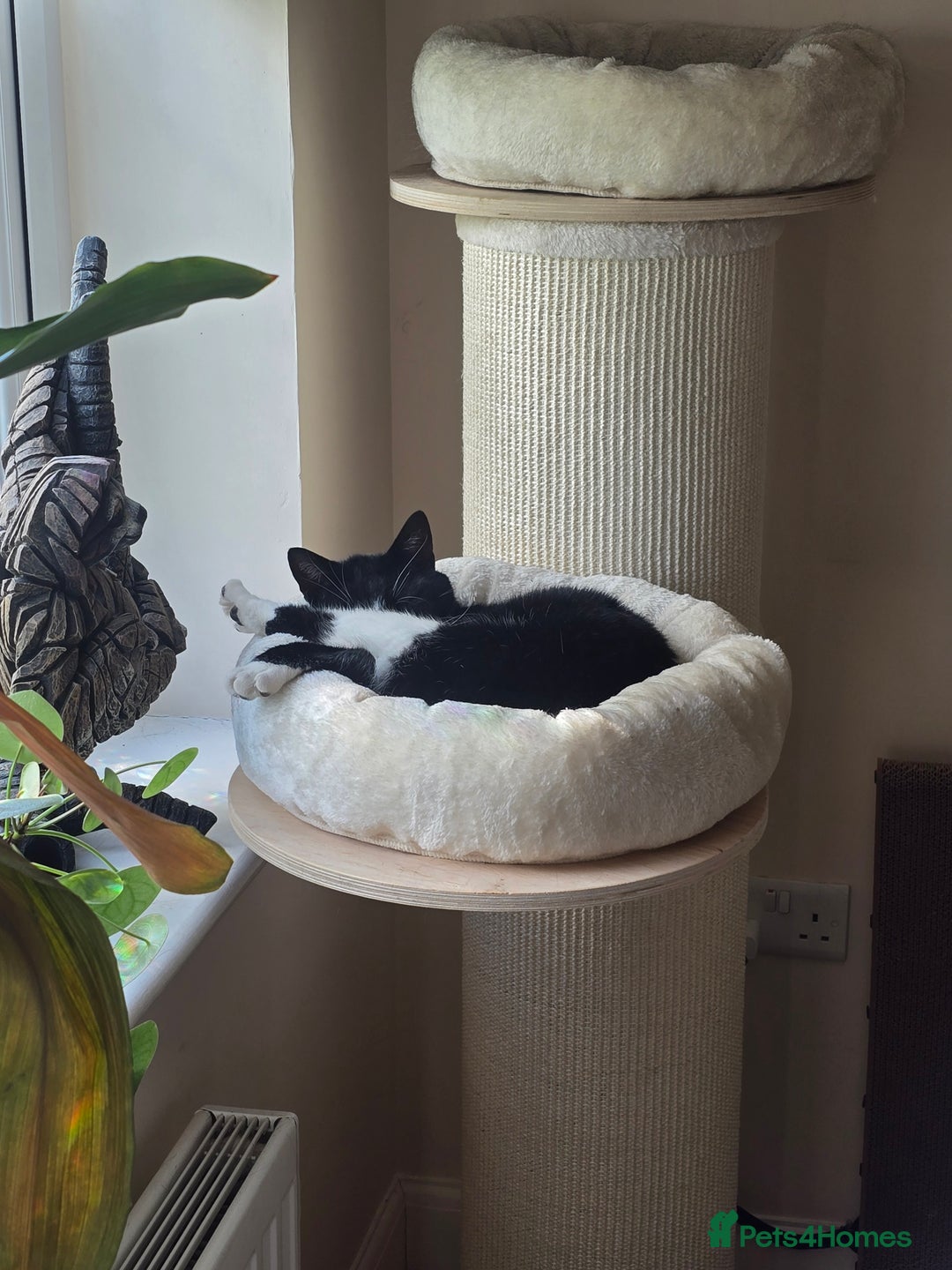 Domestic Shorthair cats for sale: 4 Year Old Moggie Looking For A New Home - Image 5