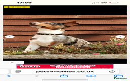 Jack Russell dogs for sale: 💙 miniture JR PUPS 💙 - Image 9