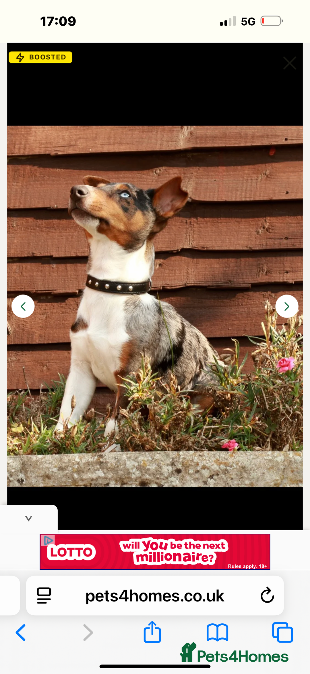 Jack Russell dogs for sale: 💙 miniture JR PUPS 💙 - Image 9