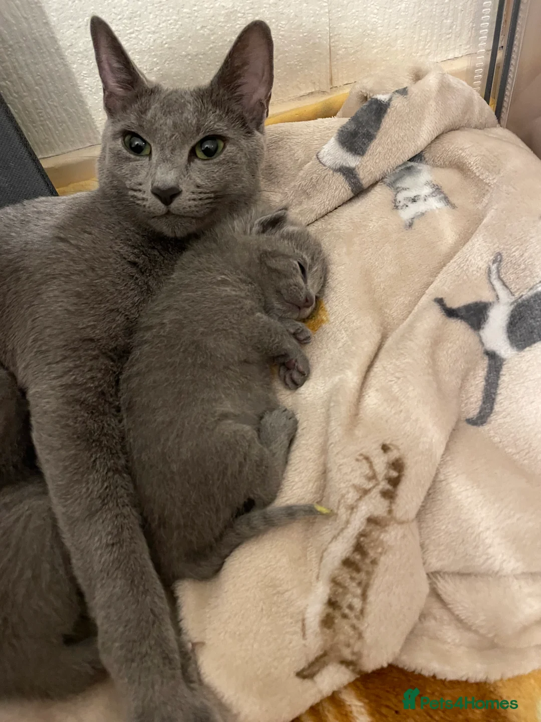 Russian Blue cats for sale: Russian blue TICA registered kittens  - Advert 6