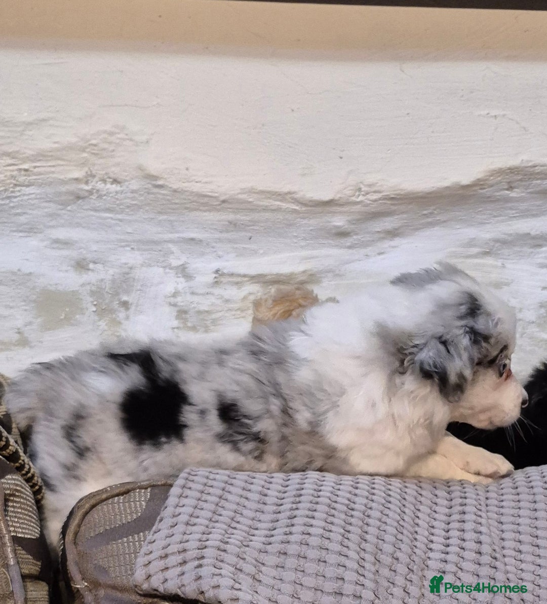 Border Collie dogs for sale: Blue Merles puppies  - Advert 22