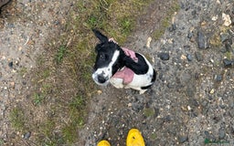 English Springer Spaniel dogs for sale: 5 month old female English springer spaniel  - Image 7