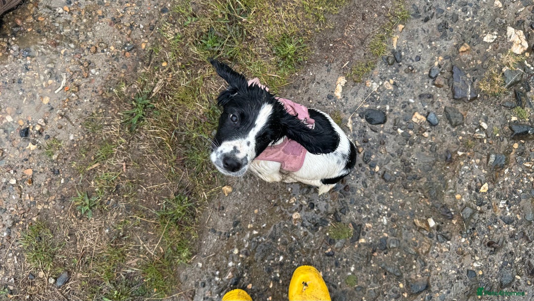English Springer Spaniel dogs for sale: 5 month old female English springer spaniel  - Image 7