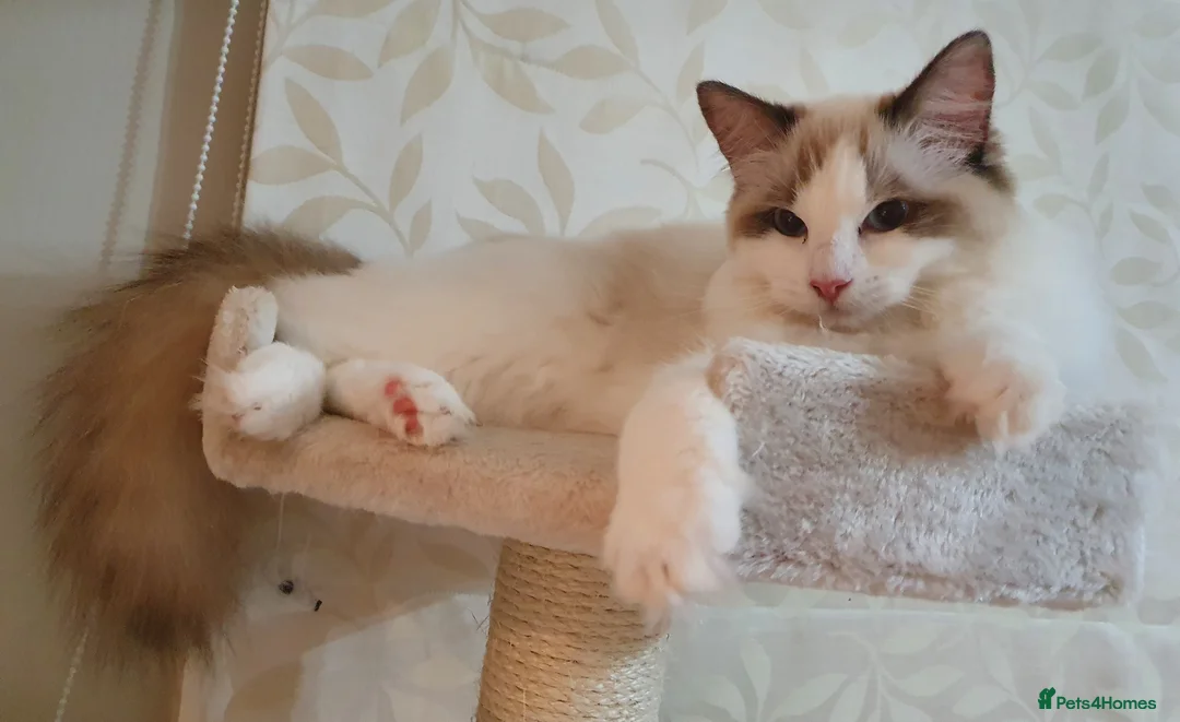 Ragdoll cats for sale: EXTENSIVELY HEALTH TESTED GCCF RAGDOLL KITTENS - Advert 7