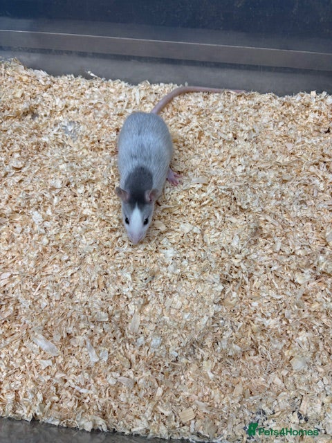 Rat rodents Male & female rats for sale - Advert 9