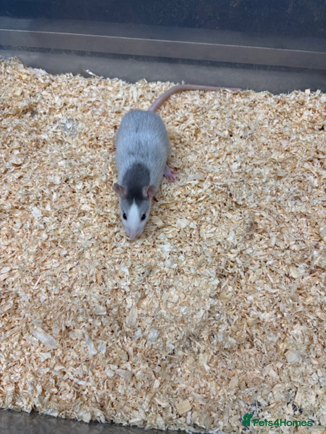 Rat rodents for sale: Male & female rats for sale - Advert 1